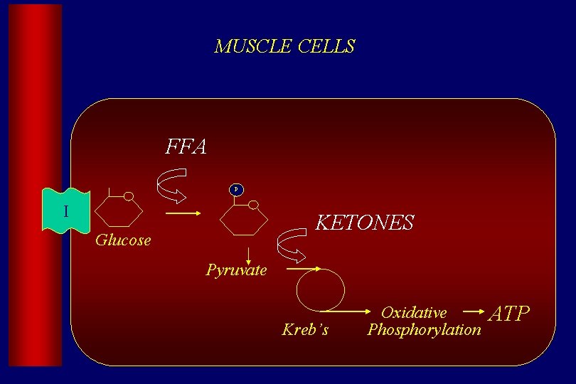 MUSCLE CELLS FFA P I KETONES Glucose Pyruvate Kreb’s Oxidative Phosphorylation ATP 