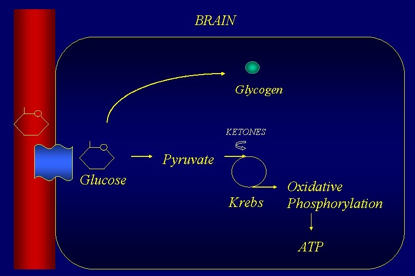 BRAIN Glycogen KETONES Pyruvate Glucose P Krebs Oxidative Phosphorylation ATP 