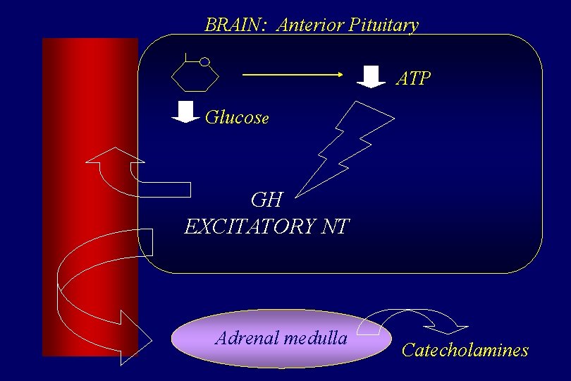 BRAIN: Anterior Pituitary ATP P Glucose GH EXCITATORY NT Adrenal medulla Catecholamines 