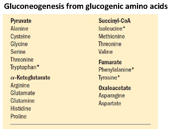 Gluconeogenesis from glucogenic amino acids 
