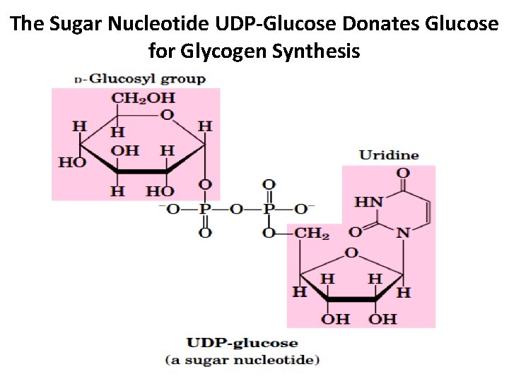 The Sugar Nucleotide UDP-Glucose Donates Glucose for Glycogen Synthesis 