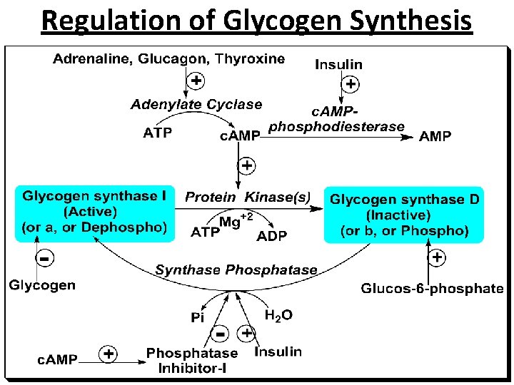 Regulation of Glycogen Synthesis 