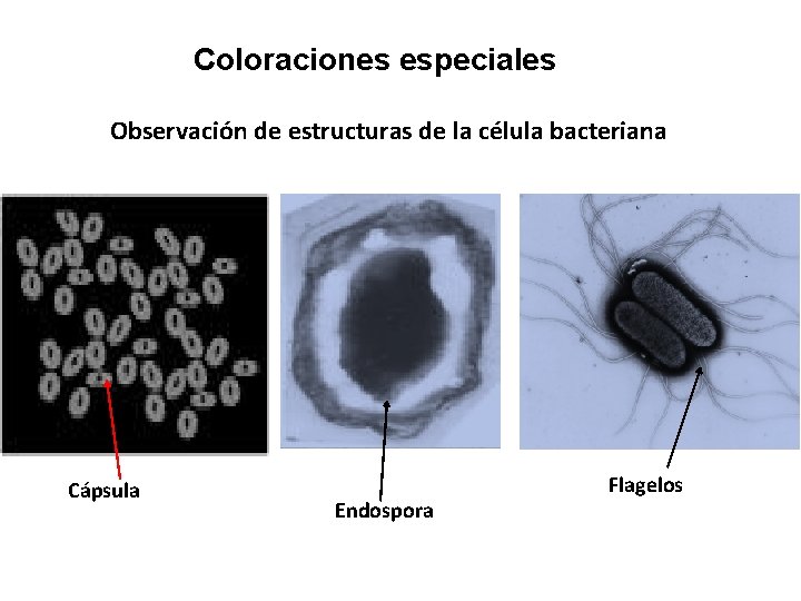 Coloraciones especiales Observación de estructuras de la célula bacteriana Cápsula Endospora Flagelos 