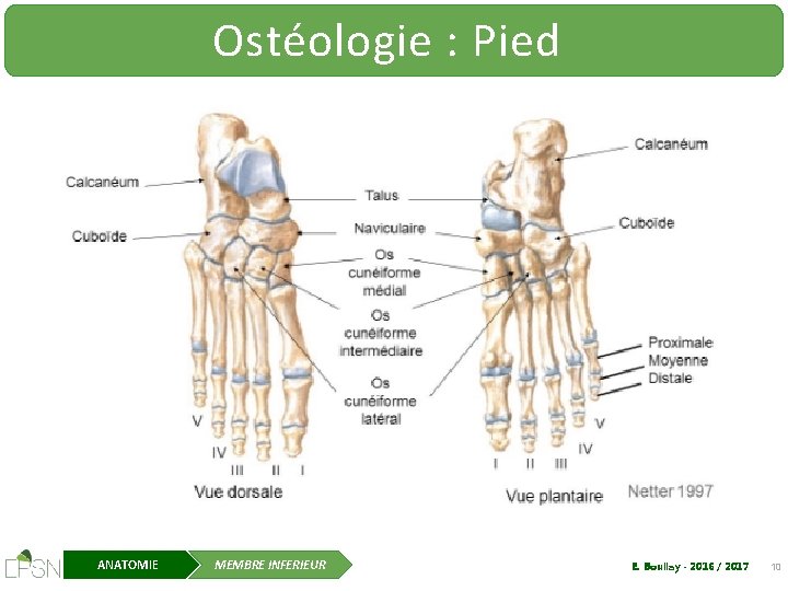 Ostéologie : Pied ANATOMIE MEMBRE INFERIEUR E. Boullay - 2016 / 2017 10 
