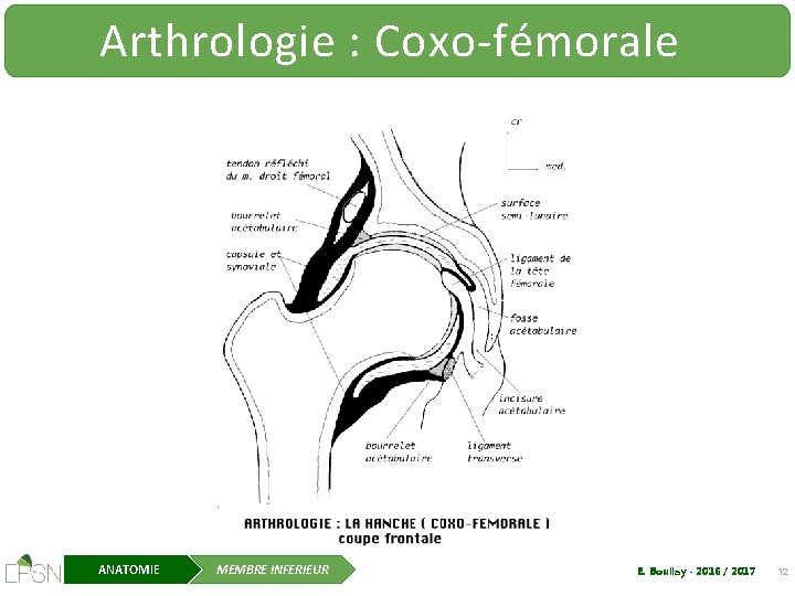 Arthrologie : Coxo-fémorale ANATOMIE MEMBRE INFERIEUR E. Boullay - 2016 / 2017 12 