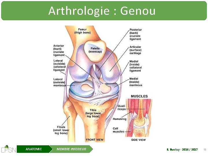 Arthrologie : Genou ANATOMIE MEMBRE INFERIEUR E. Boullay - 2016 / 2017 13 