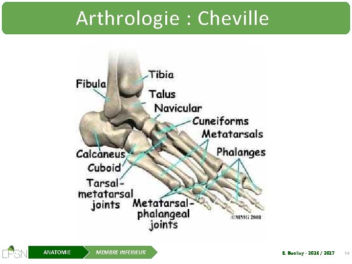 Arthrologie : Cheville ANATOMIE MEMBRE INFERIEUR E. Boullay - 2016 / 2017 14 