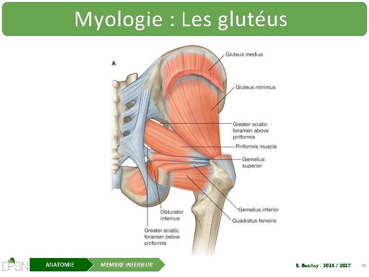 Myologie : Les glutéus ANATOMIE MEMBRE INFERIEUR E. Boullay - 2016 / 2017 16