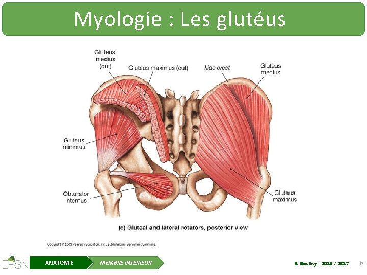 Myologie : Les glutéus ANATOMIE MEMBRE INFERIEUR E. Boullay - 2016 / 2017 17