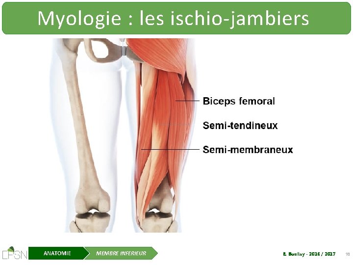 Myologie : les ischio-jambiers ANATOMIE MEMBRE INFERIEUR E. Boullay - 2016 / 2017 18