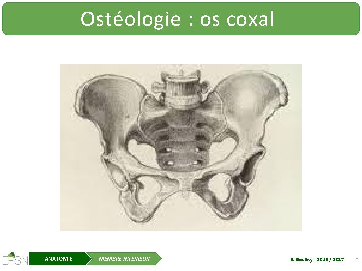 Ostéologie : os coxal ANATOMIE MEMBRE INFERIEUR E. Boullay - 2016 / 2017 2