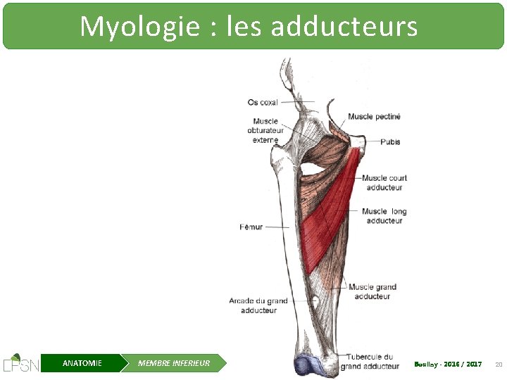 Myologie : les adducteurs ANATOMIE MEMBRE INFERIEUR E. Boullay - 2016 / 2017 20