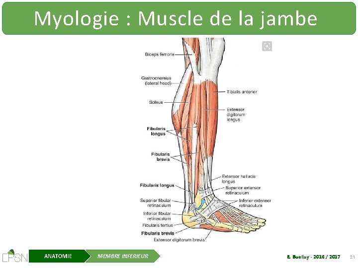 Myologie : Muscle de la jambe ANATOMIE MEMBRE INFERIEUR E. Boullay - 2016 /