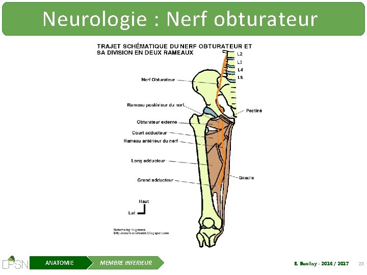 Neurologie : Nerf obturateur ANATOMIE MEMBRE INFERIEUR E. Boullay - 2016 / 2017 23