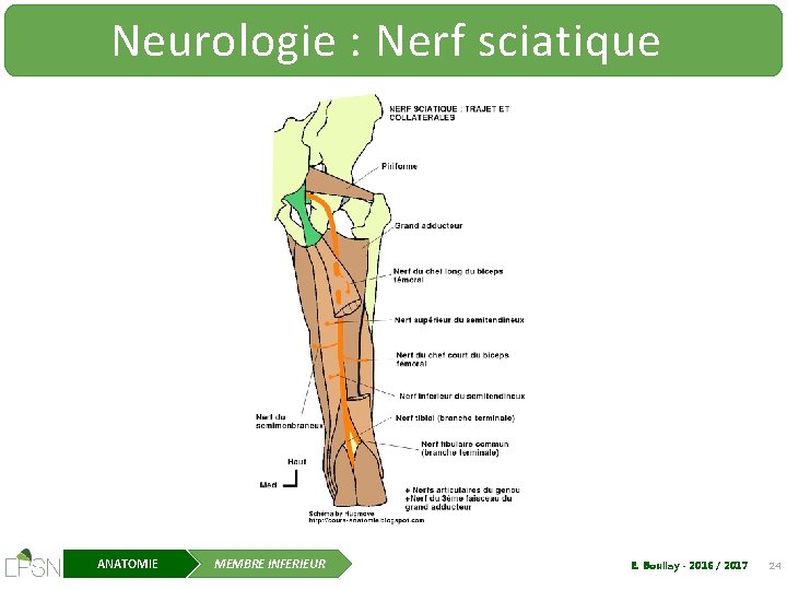 Neurologie : Nerf sciatique ANATOMIE MEMBRE INFERIEUR E. Boullay - 2016 / 2017 24