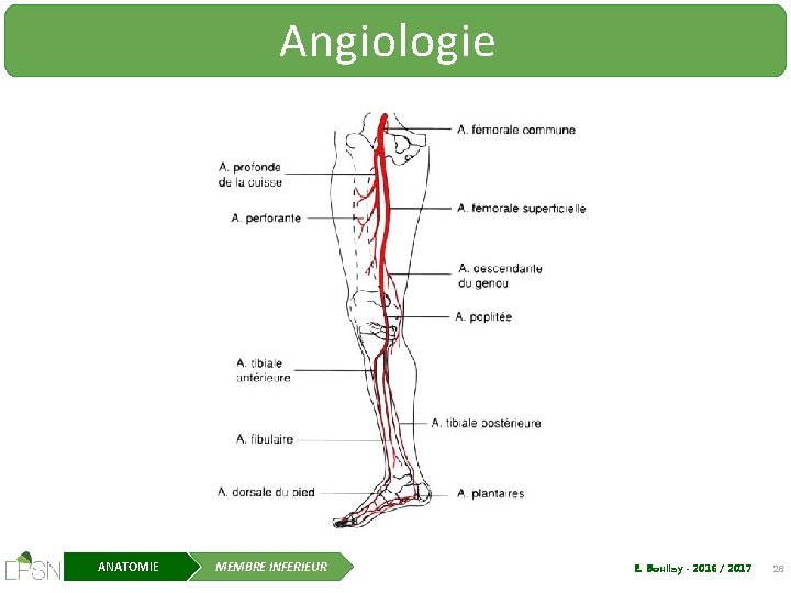 Angiologie ANATOMIE MEMBRE INFERIEUR E. Boullay - 2016 / 2017 26 