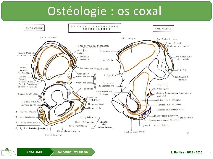 Ostéologie : os coxal ANATOMIE MEMBRE INFERIEUR E. Boullay - 2016 / 2017 4