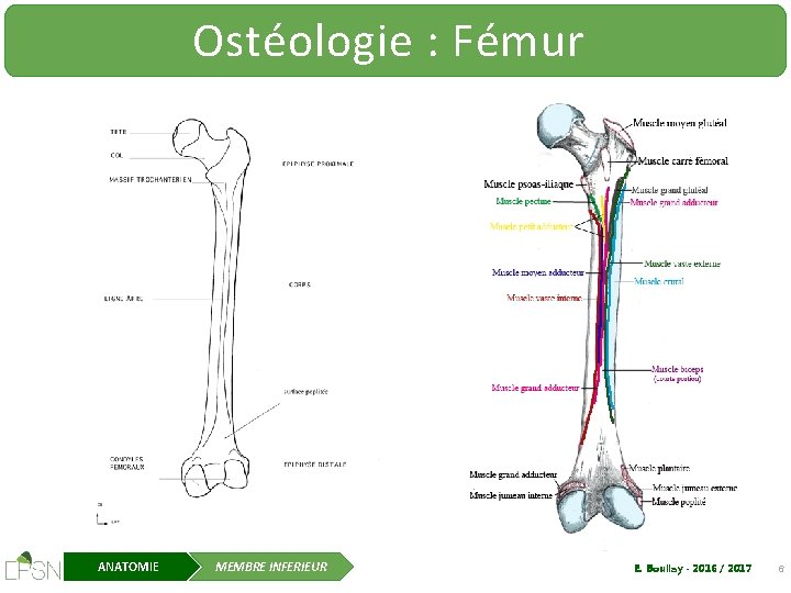 Ostéologie : Fémur ANATOMIE MEMBRE INFERIEUR E. Boullay - 2016 / 2017 6 