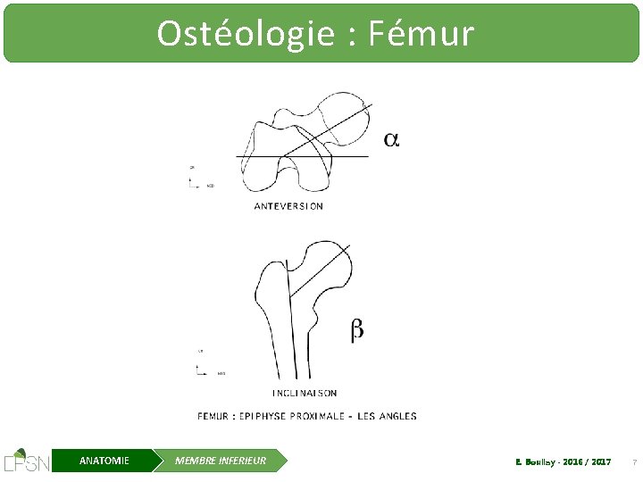 Ostéologie : Fémur ANATOMIE MEMBRE INFERIEUR E. Boullay - 2016 / 2017 7 