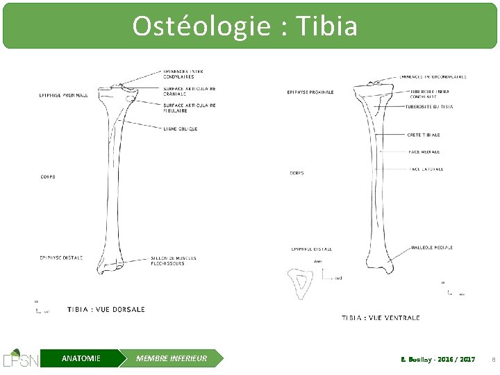 Ostéologie : Tibia ANATOMIE MEMBRE INFERIEUR E. Boullay - 2016 / 2017 8 