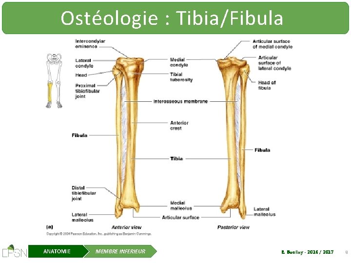 Ostéologie : Tibia/Fibula ANATOMIE MEMBRE INFERIEUR E. Boullay - 2016 / 2017 9 
