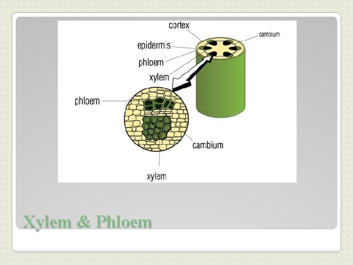 Xylem & Phloem 