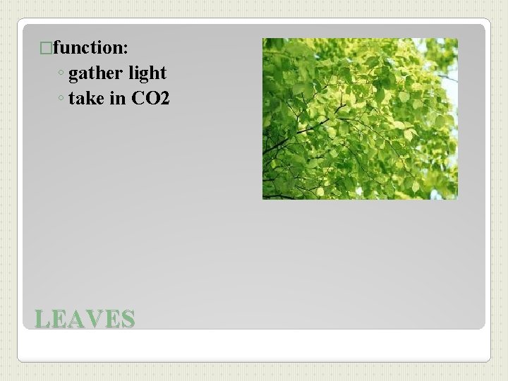 �function: ◦ gather light ◦ take in CO 2 LEAVES 