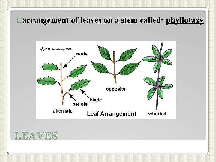 �arrangement LEAVES of leaves on a stem called: phyllotaxy 