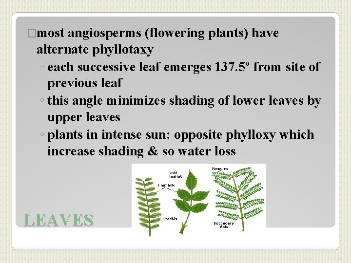 �most angiosperms (flowering plants) have alternate phyllotaxy ◦ each successive leaf emerges 137. 5º