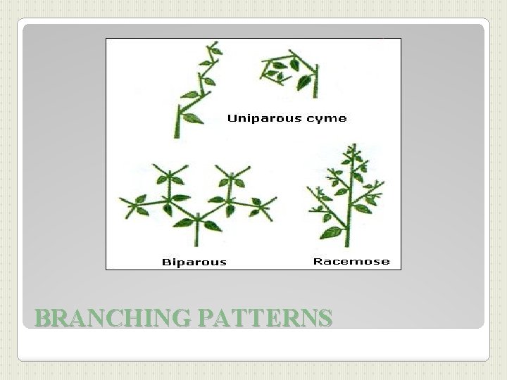 BRANCHING PATTERNS 