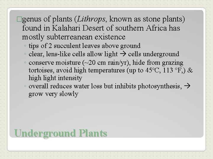 �genus of plants (Lithrops, known as stone plants) found in Kalahari Desert of southern