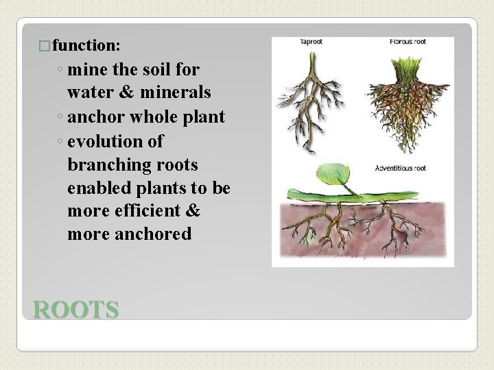 �function: ◦ mine the soil for water & minerals ◦ anchor whole plant ◦