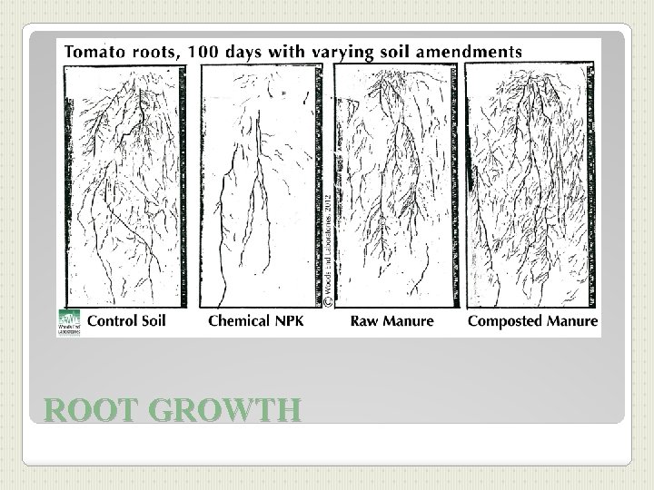 ROOT GROWTH 