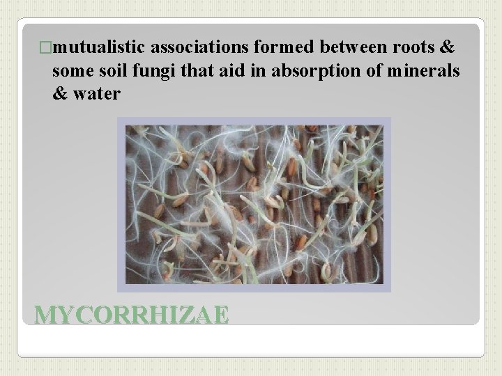 �mutualistic associations formed between roots & some soil fungi that aid in absorption of