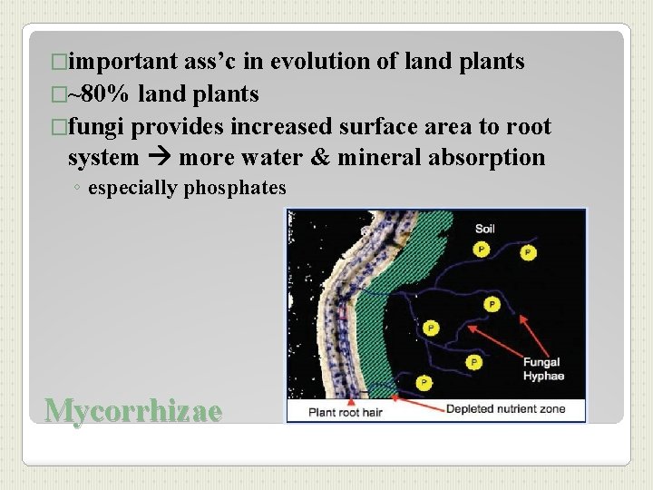 �important ass’c in evolution of land plants �~80% land plants �fungi provides increased surface