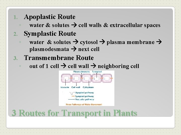 Apoplastic Route 1. ◦ water & solutes cell walls & extracellular spaces Symplastic Route