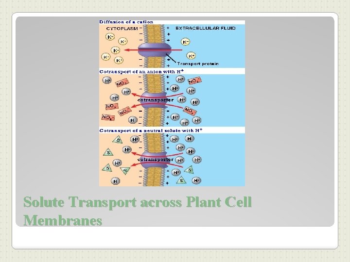 Solute Transport across Plant Cell Membranes 