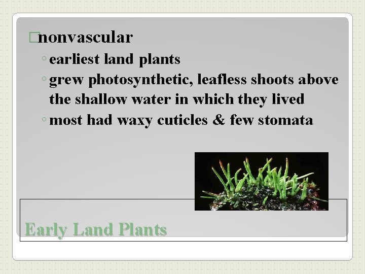 �nonvascular ◦ earliest land plants ◦ grew photosynthetic, leafless shoots above the shallow water