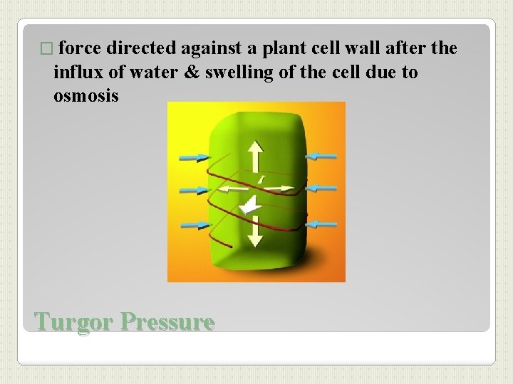 � force directed against a plant cell wall after the influx of water &