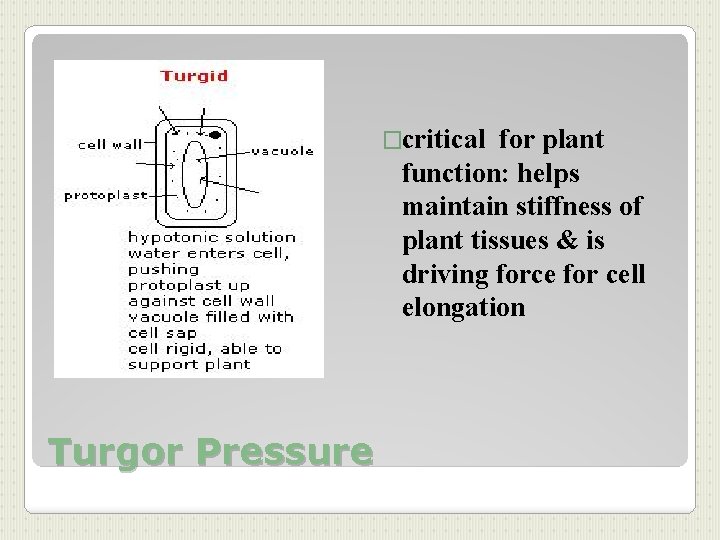 �critical for plant function: helps maintain stiffness of plant tissues & is driving force