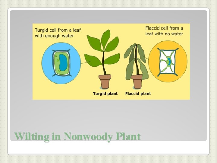 Wilting in Nonwoody Plant 