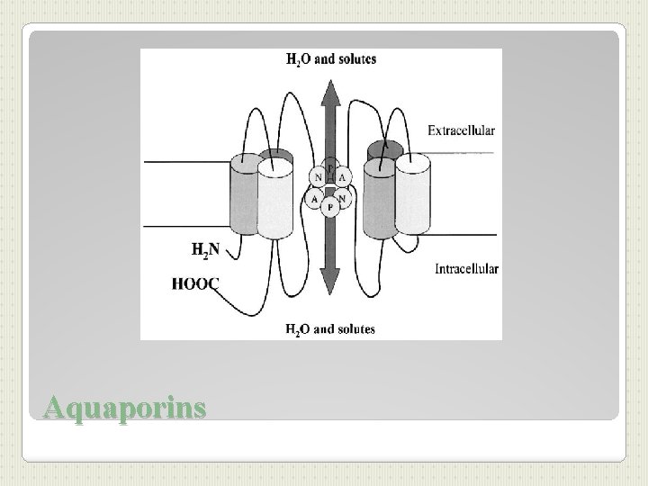 Aquaporins 