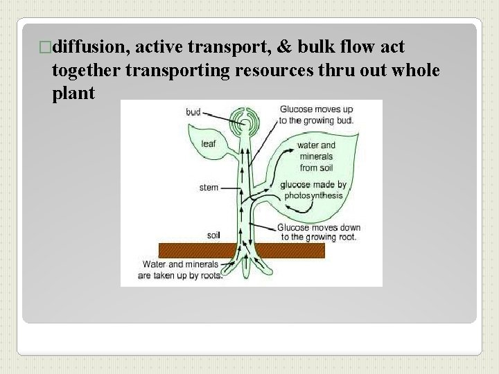 �diffusion, active transport, & bulk flow act together transporting resources thru out whole plant