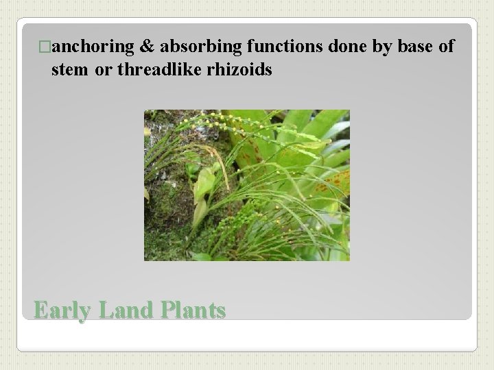 �anchoring & absorbing functions done by base of stem or threadlike rhizoids Early Land