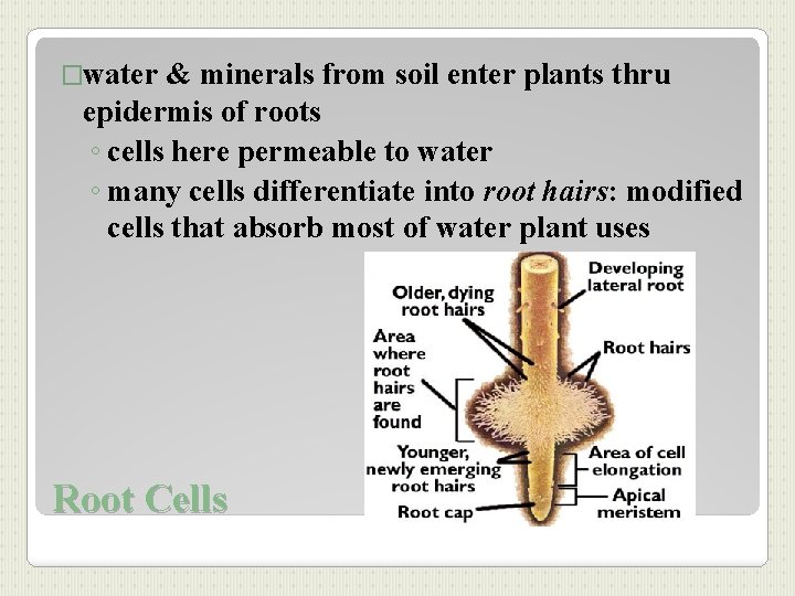 �water & minerals from soil enter plants thru epidermis of roots ◦ cells here