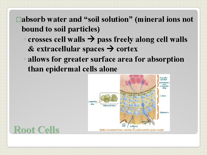 �absorb water and “soil solution” (mineral ions not bound to soil particles) ◦ crosses