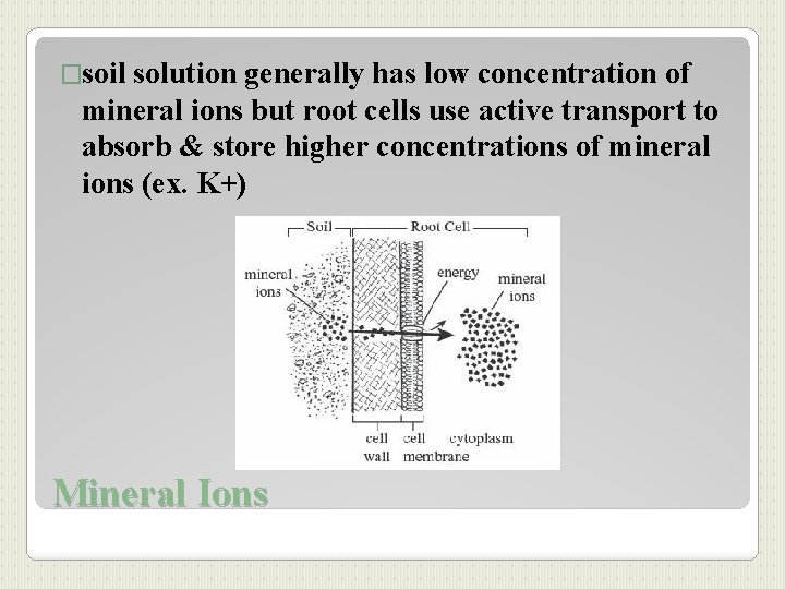 �soil solution generally has low concentration of mineral ions but root cells use active
