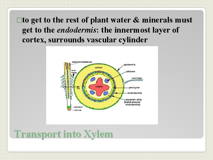 �to get to the rest of plant water & minerals must get to the