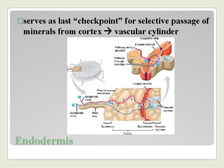 �serves as last “checkpoint” for selective passage of minerals from cortex vascular cylinder Endodermis