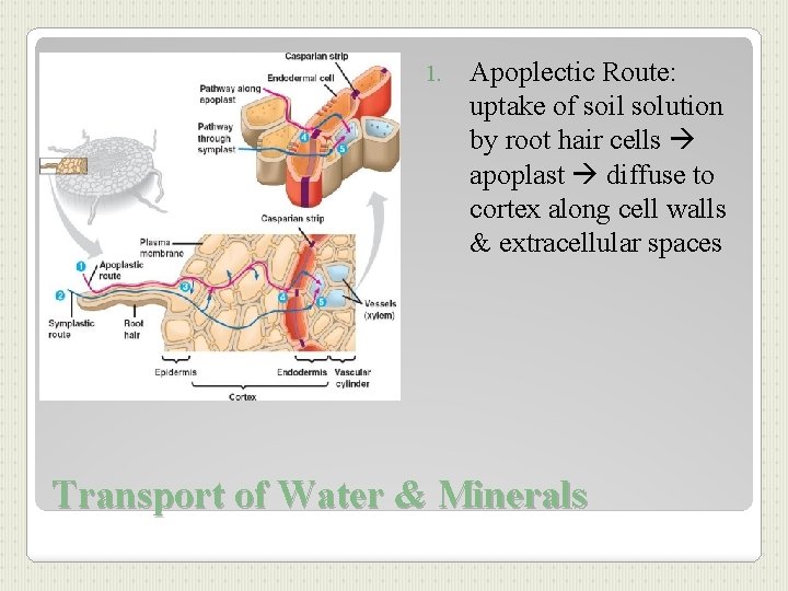 1. Apoplectic Route: uptake of soil solution by root hair cells apoplast diffuse to